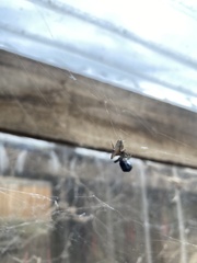 Philoponella congregabilis