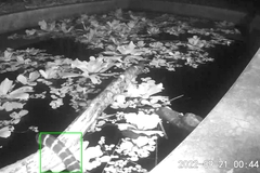 Bungarus multicinctus