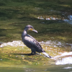 Phalacrocorax carbo