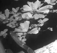 Bungarus multicinctus