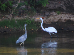 Ardea cinerea