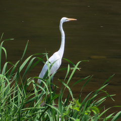 Ardea alba modesta