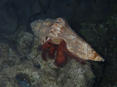Dardanus megistos