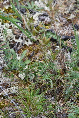Oxytropis czekanowskii