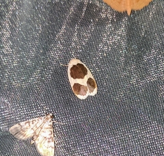 Garudinia biplagiata