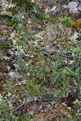 Oxytropis czekanowskii