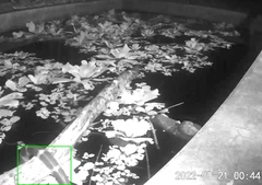 Bungarus multicinctus