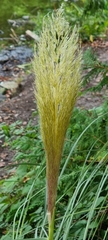 Cortaderia selloana