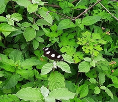 Hypolimnas misippus