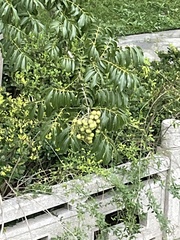 Sapindus mukorossi