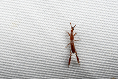 Calodromus ito