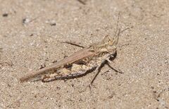 Acrotylus