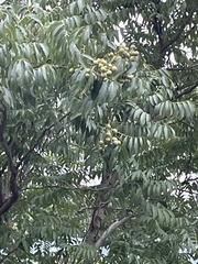 Sapindus mukorossi