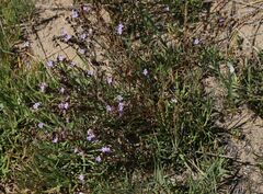 Limonium virgatum