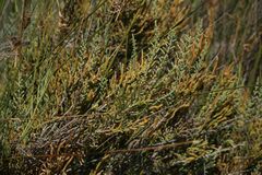 Arthrocaulon macrostachyum