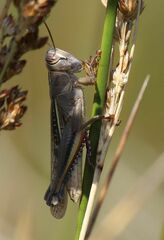 Eyprepocnemis plorans