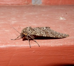 Olepa ricini