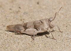 Oedipoda caerulescens