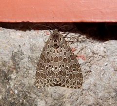 Olepa ricini