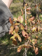Combretum molle