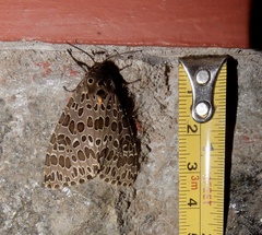 Olepa ricini