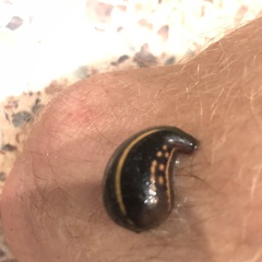 Chtonobdella limbata