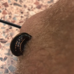 Chtonobdella limbata