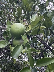 Citrus
