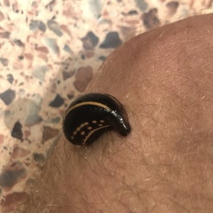 Chtonobdella limbata