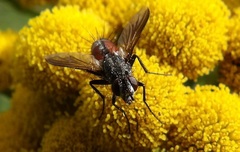 Eriothrix rufomaculata