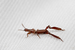 Calodromus ito