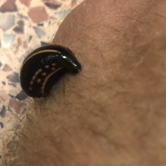 Chtonobdella limbata