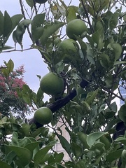 Citrus