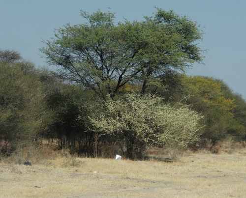 Camelthorn