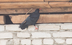 Pyrrhocorax pyrrhocorax