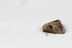 Limacodidae