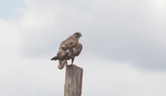 Buteo hemilasius