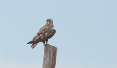 Buteo hemilasius