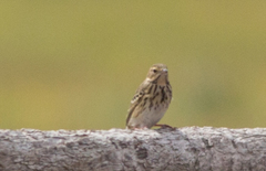 Anthus hodgsoni