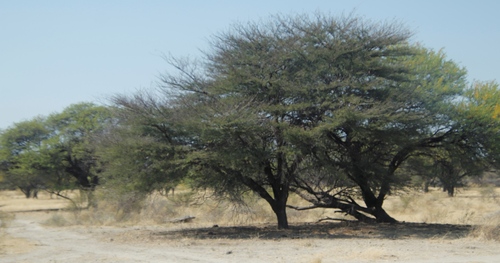 Camel Thorn