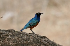 Lamprotornis superbus