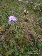 Scabiosa