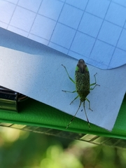 Pantilius tunicatus
