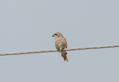 Lanius isabellinus