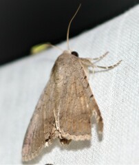 Pandesma quenavadi