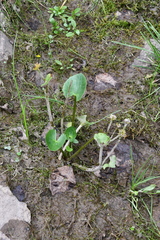 Caltha serotina