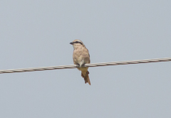 Lanius isabellinus