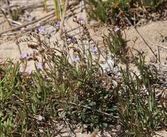 Limonium virgatum
