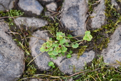 Chrysosplenium tetrandrum