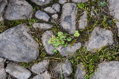 Chrysosplenium tetrandrum
